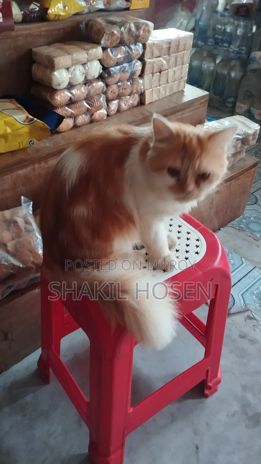 6-12 Months Male Purebred Persian