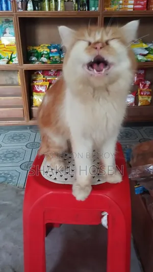 6-12 Months Male Purebred Persian