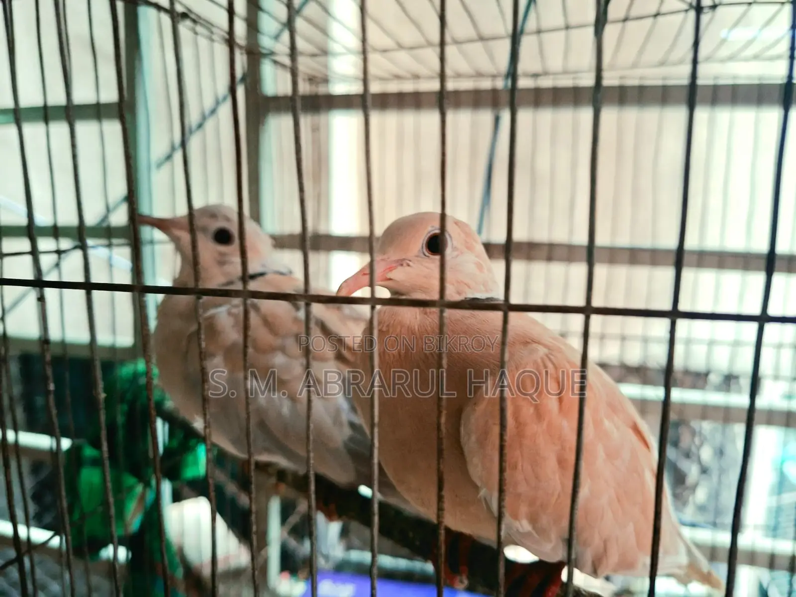 1 Pair Diamond Dove