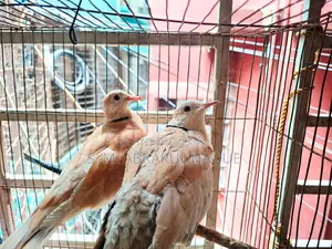1 Pair Diamond Dove