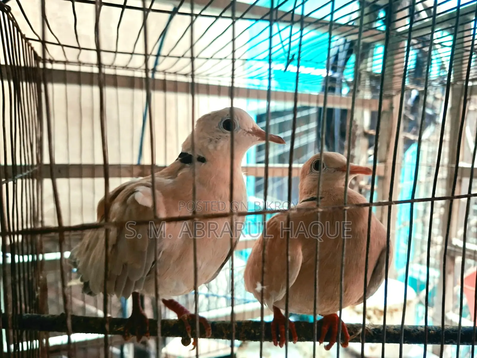 1 Pair Diamond Dove