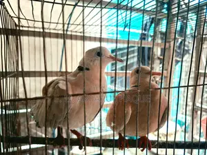 1 Pair Diamond Dove