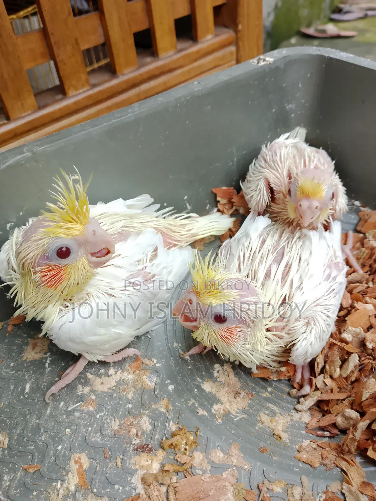 কোকাটেল পাখির হ্যান্ড ফিটিং বেবি