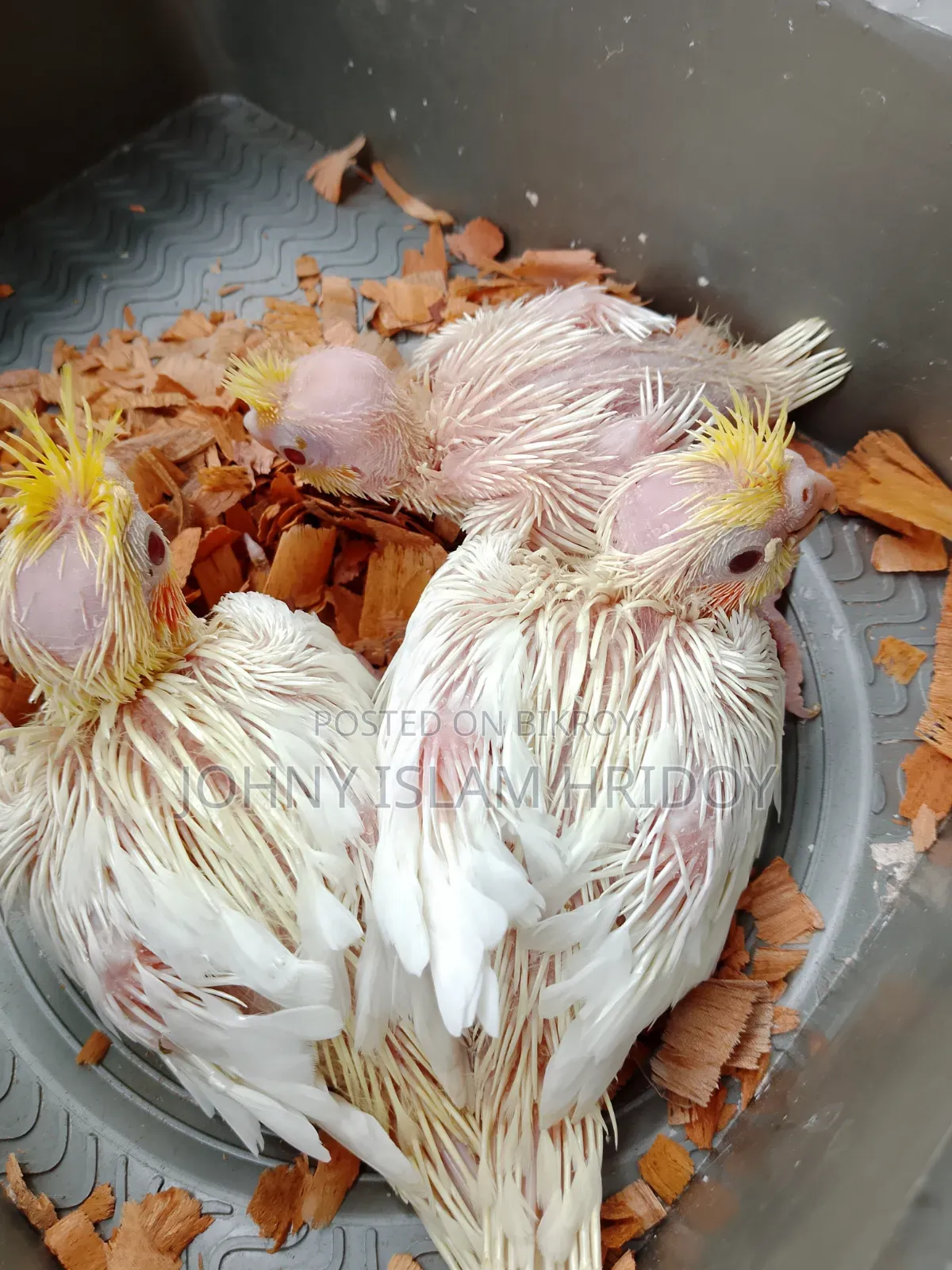 কোকাটেল পাখির হ্যান্ড ফিটিং বেবি