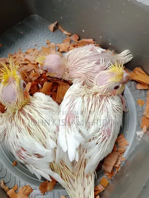 কোকাটেল পাখির হ্যান্ড ফিটিং বেবি