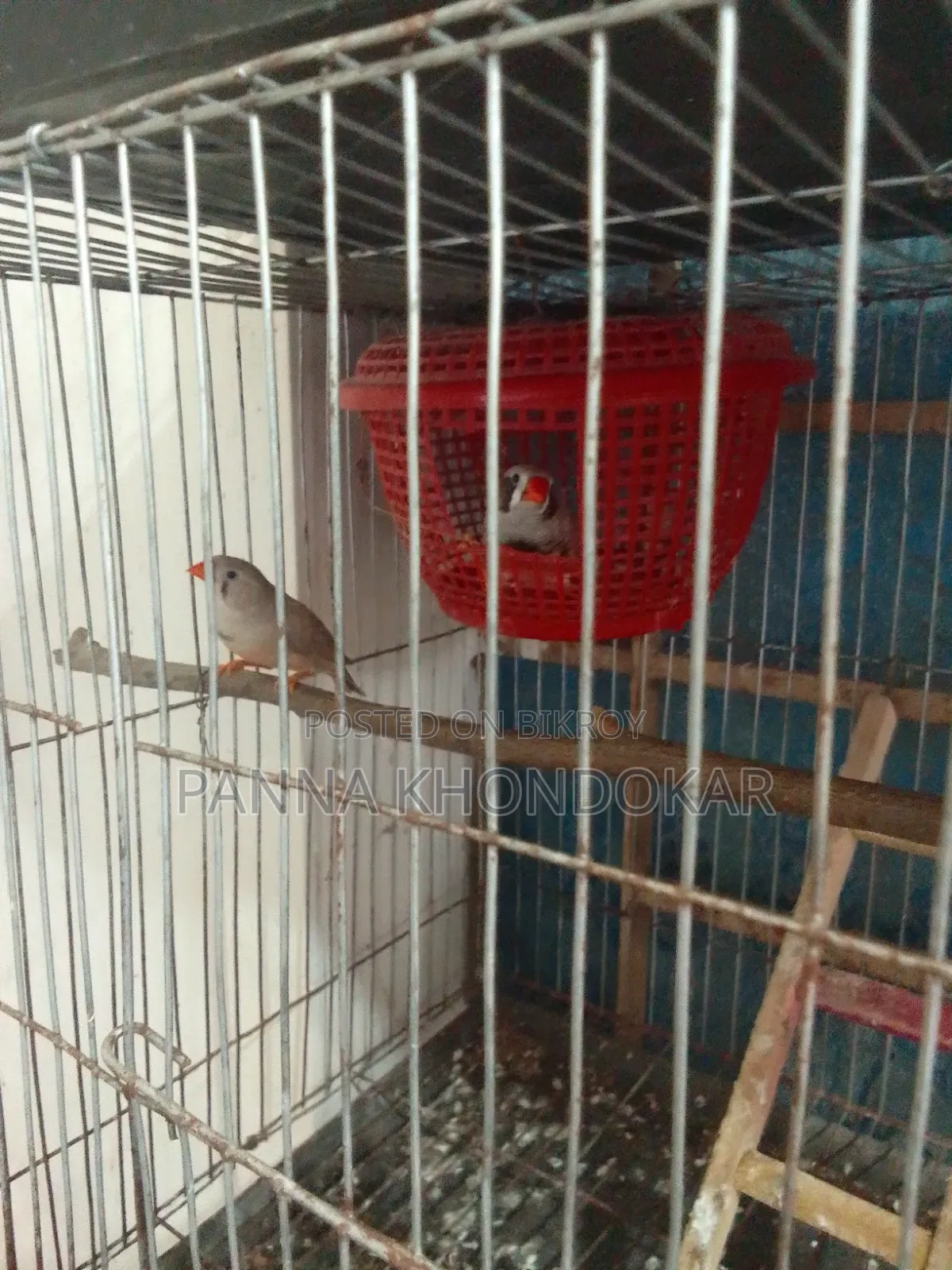 Zebra Finch Bird