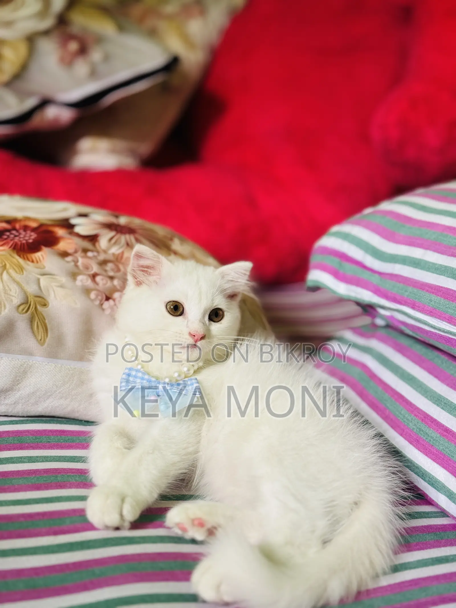 1-3 Months Male Purebred Persian