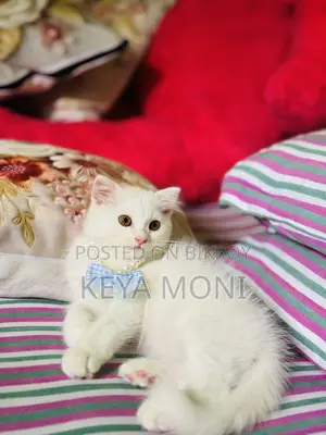 1-3 Months Male Purebred Persian