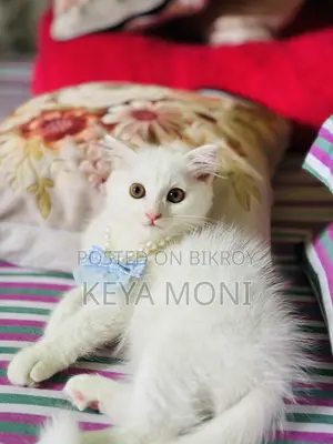 1-3 Months Male Purebred Persian