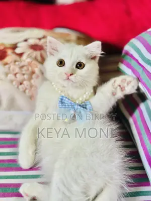 1-3 Months Male Purebred Persian