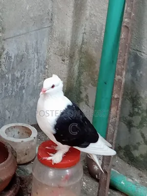 দেশী নর কালো রাজা