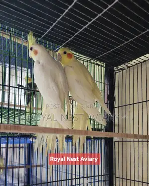 ককাটিয়েল লুটিনো