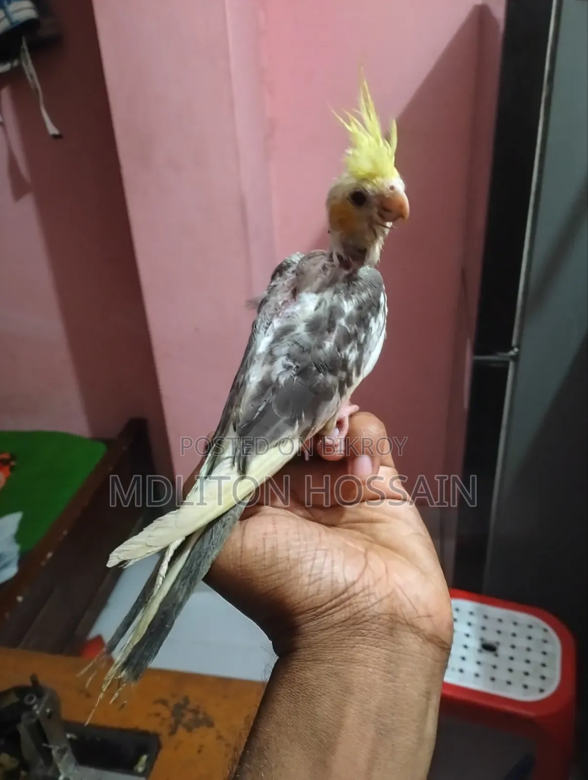 এক পিস ককাটেল পাখি বিক্রি করা হবে