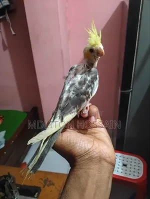 এক পিস ককাটেল পাখি বিক্রি করা হবে