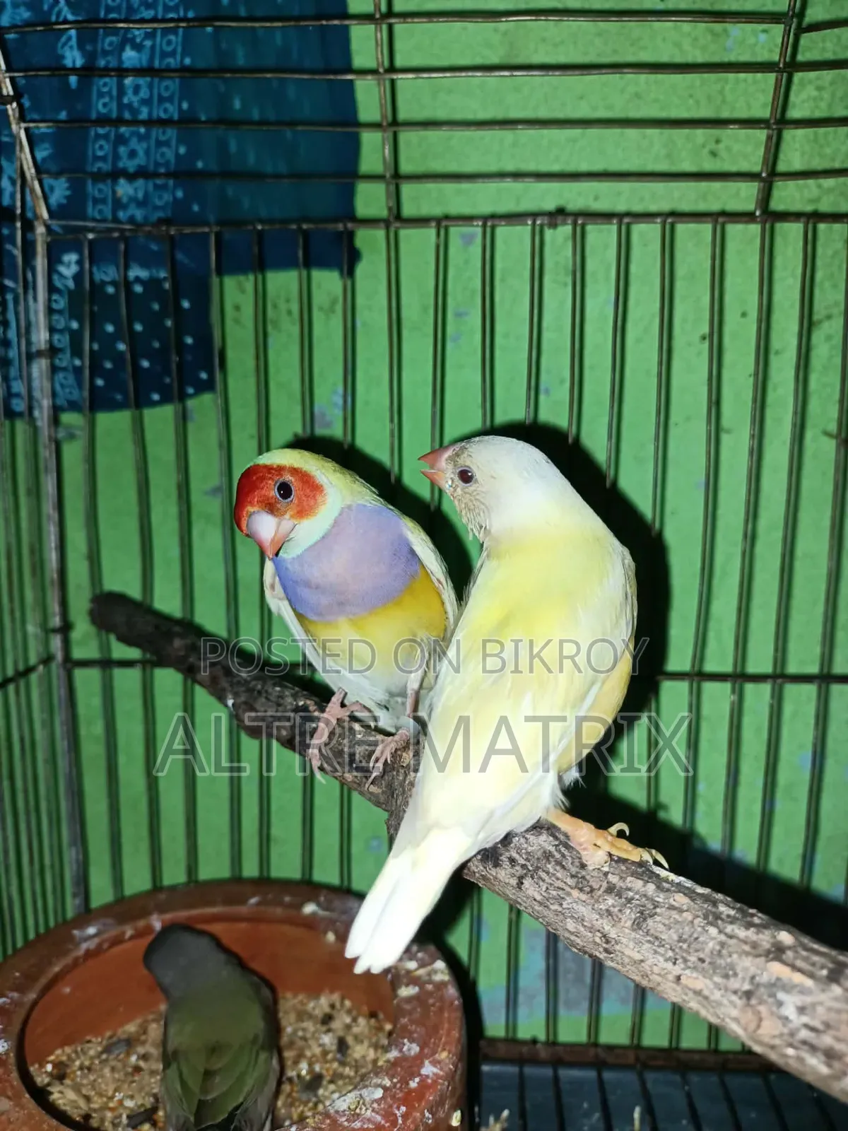 Gouldian, Zebra Finch and Cockatiel