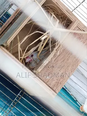 Running Snow White Red Eye Java pair with eggs for sale