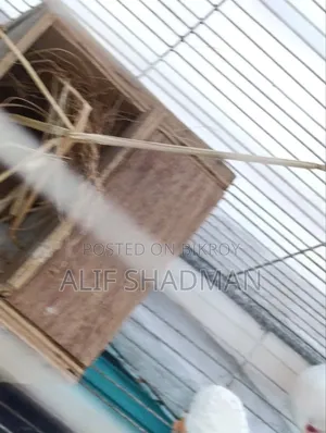 ডিম সহ রানিং স্নো হোয়াইট রেড আই জাভা পেয়ার সেল হবে