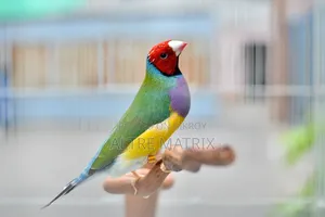 Gouldian, Zebra Finch and Cockatiel
