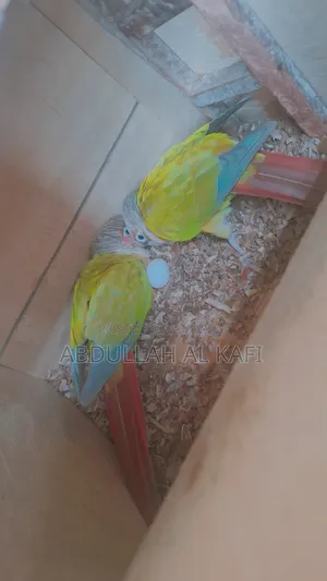 পাইনাপেল কনুর/ Pineapple Conurr