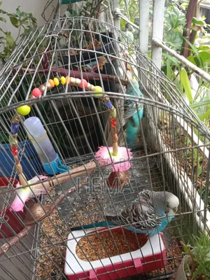 রানিং বাজিগর জোড়া