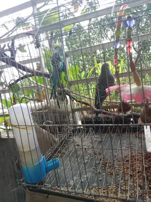 রানিং বাজিগর জোড়া