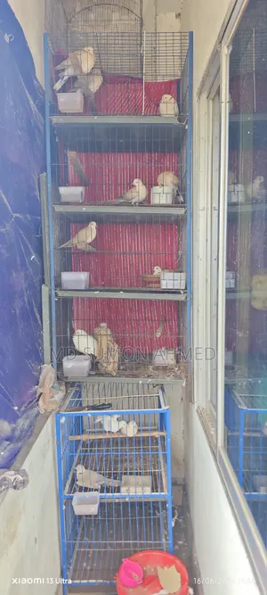 জরুরী বিক্রি করব