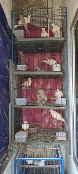জরুরী বিক্রি করব