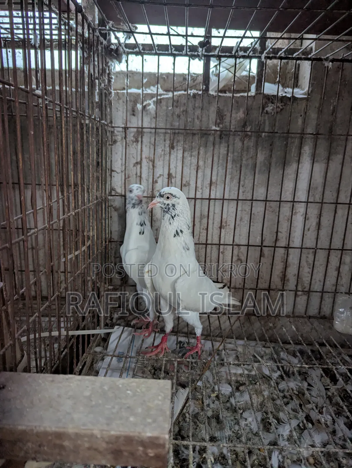 শাহারানপুরি টুপিদার নিউ এডাল্ট জোড়া