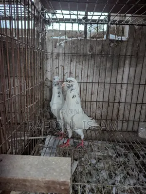 শাহারানপুরি টুপিদার নিউ এডাল্ট জোড়া