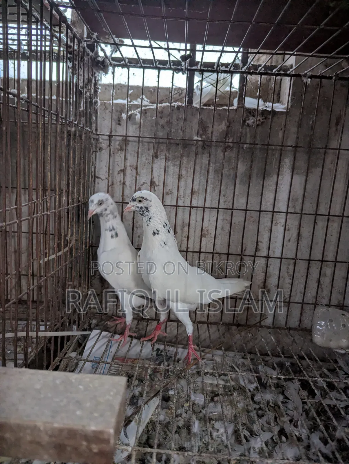 শাহারানপুরি টুপিদার নিউ এডাল্ট জোড়া
