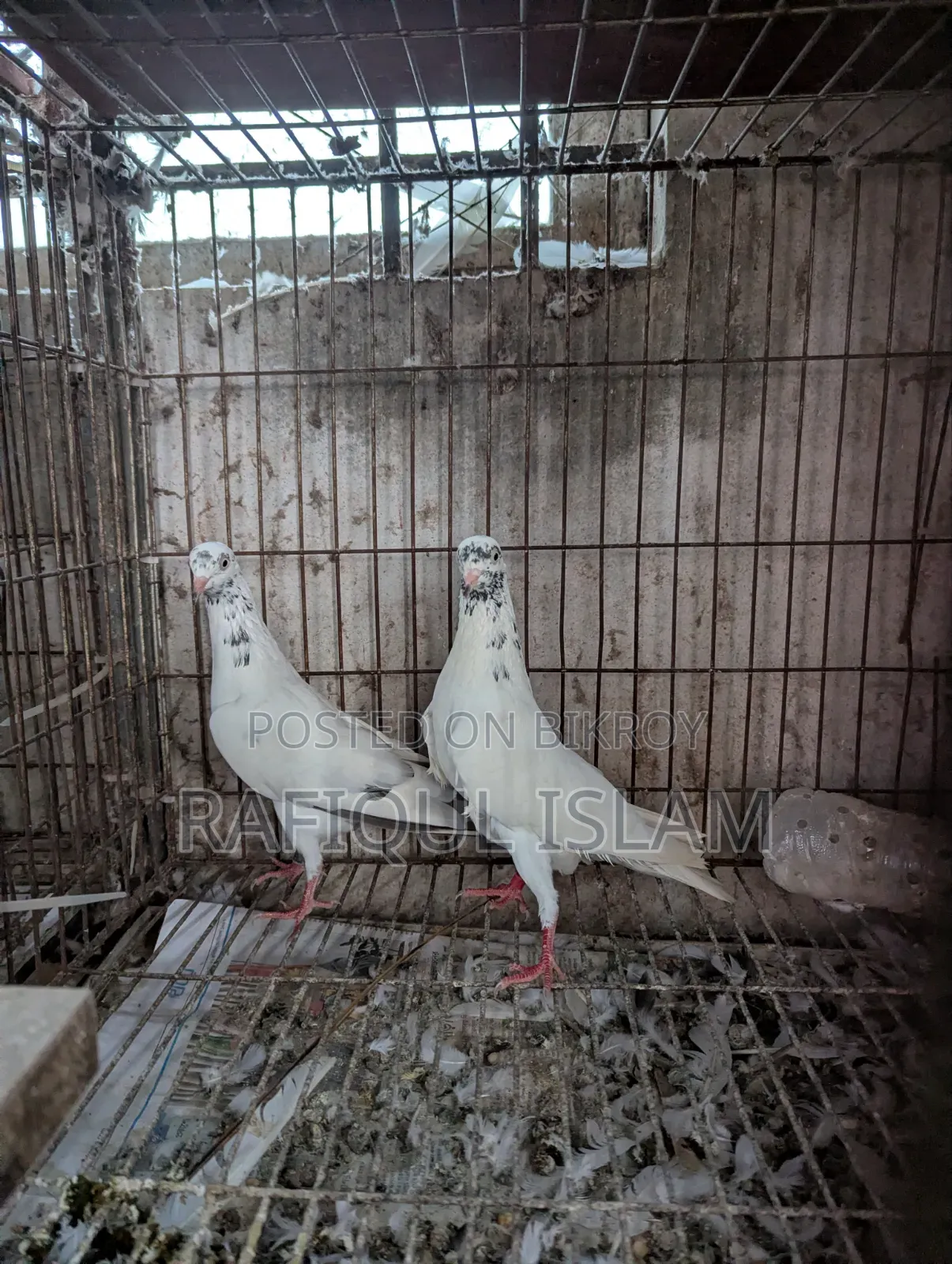 শাহারানপুরি টুপিদার নিউ এডাল্ট জোড়া