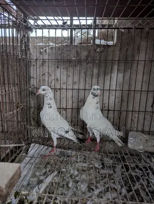 শাহারানপুরি টুপিদার নিউ এডাল্ট জোড়া