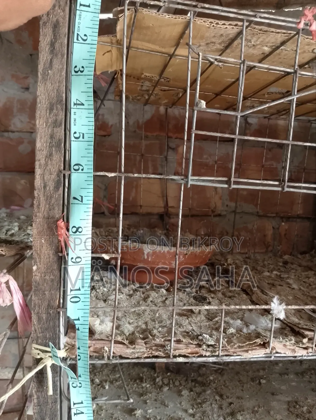 Pigeon/Bird Cage