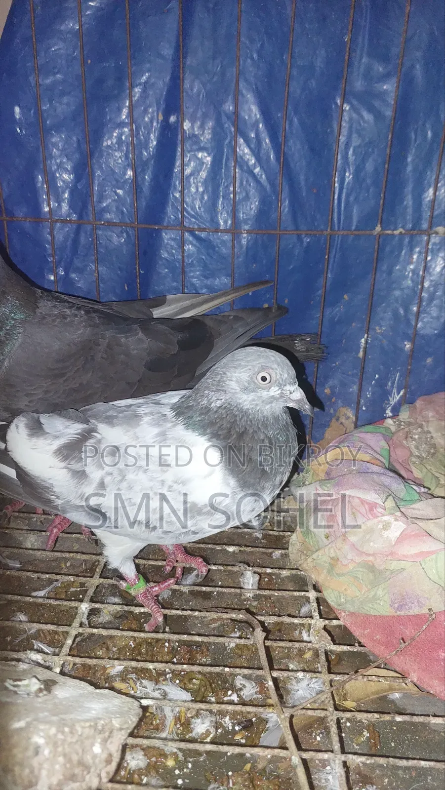 কালো হোমার, সবুজ রেসার, গিরিবাজ, গররা