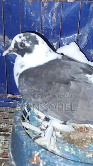 কালো হোমার, সবুজ রেসার, গিরিবাজ, গররা