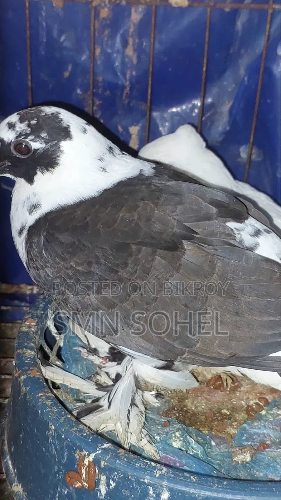 কালো হোমার, সবুজ রেসার, গিরিবাজ, গররা
