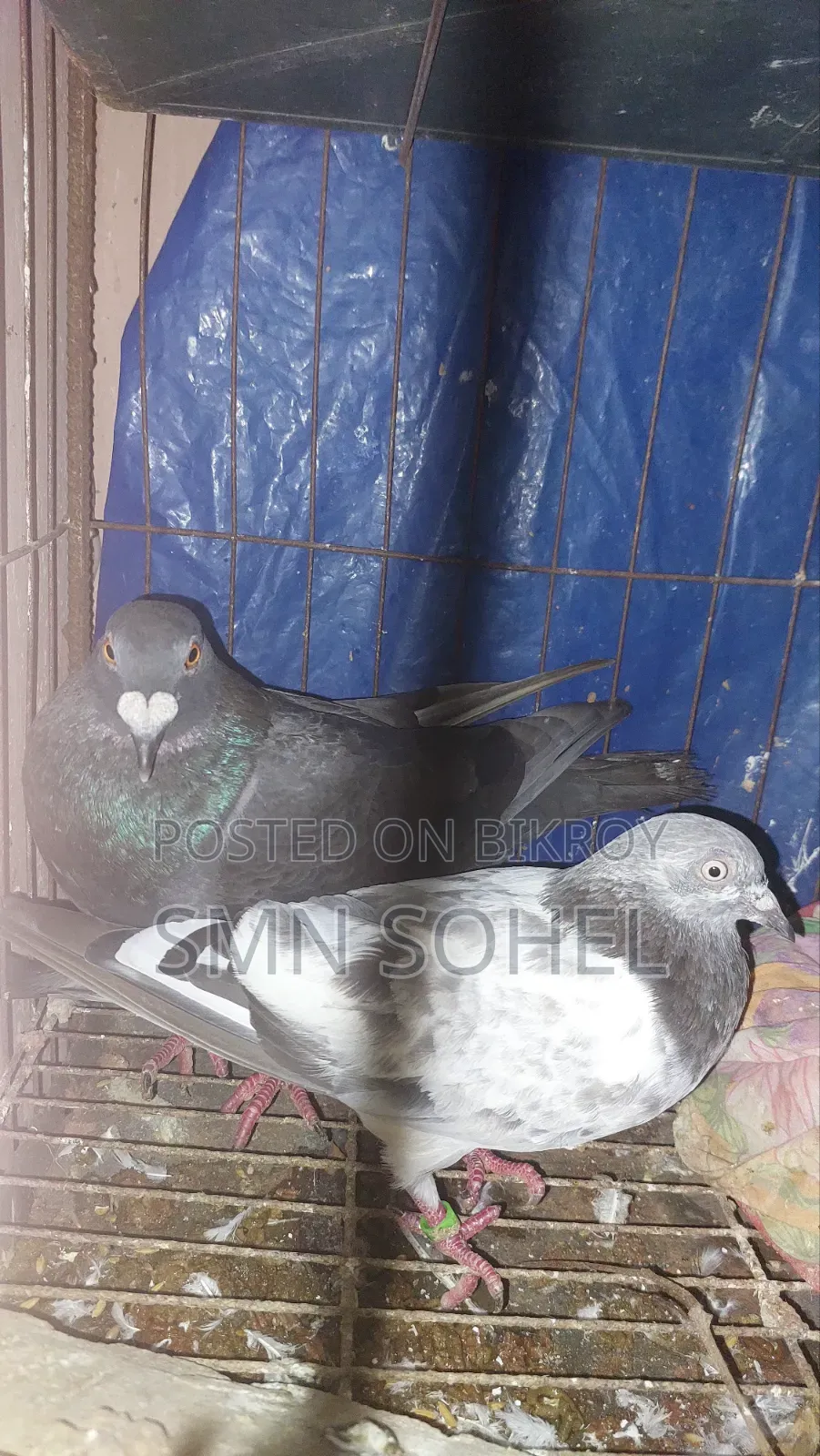 কালো হোমার, সবুজ রেসার, গিরিবাজ, গররা