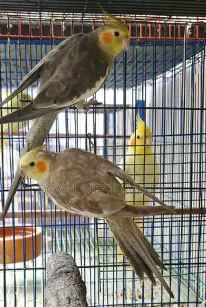 Gray Cockatiel