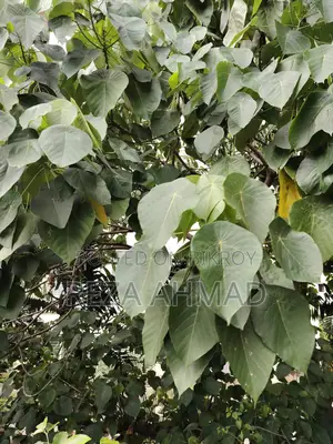 অনন্যা সিডিএ আর/এ, চট্টগ্রামে ৫ কাঠার দক্ষিণ ও পার্কমুখী প্লট