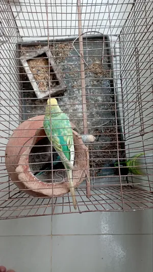 একটি ভালো জাতের বাজিগার পাখি