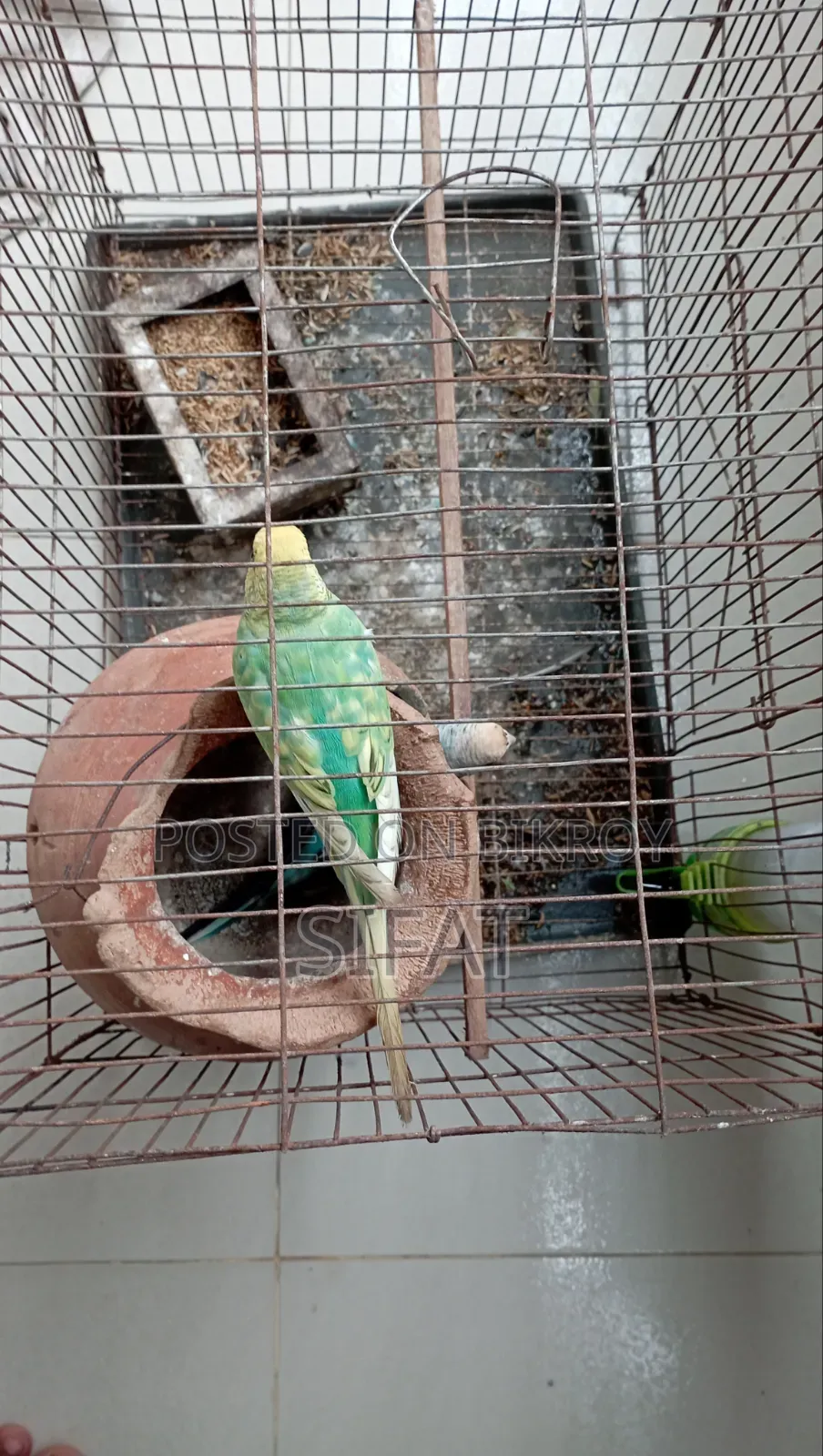 একটি ভালো জাতের বাজিগার পাখি