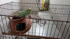 একটি ভালো জাতের বাজিগার পাখি