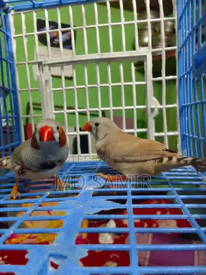 Finch Bird
