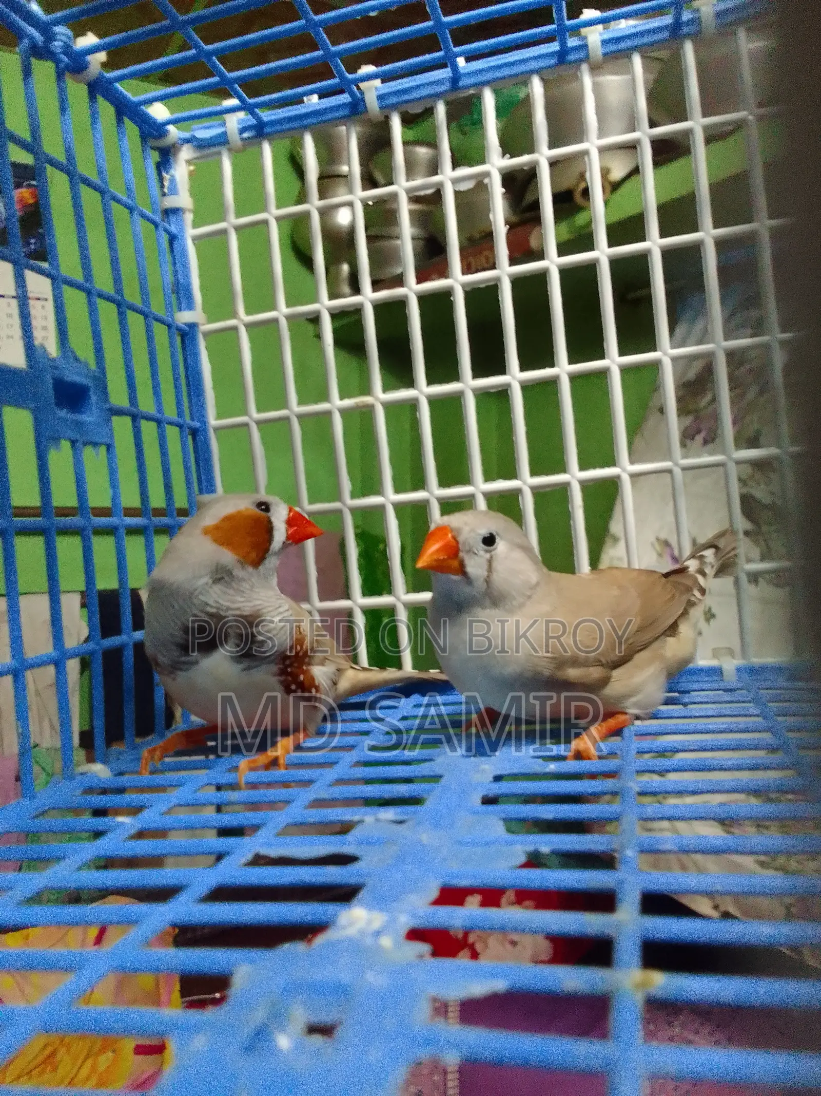Finch Bird
