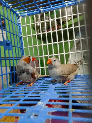 Finch Bird