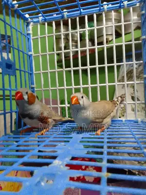 Finch Bird