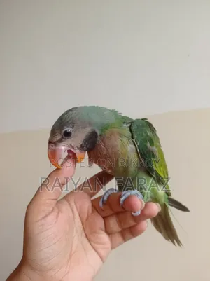 তোতা টিয়ার বাচ্চা