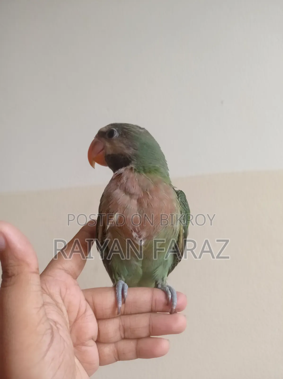 তোতা টিয়ার বাচ্চা