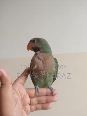 তোতা টিয়ার বাচ্চা