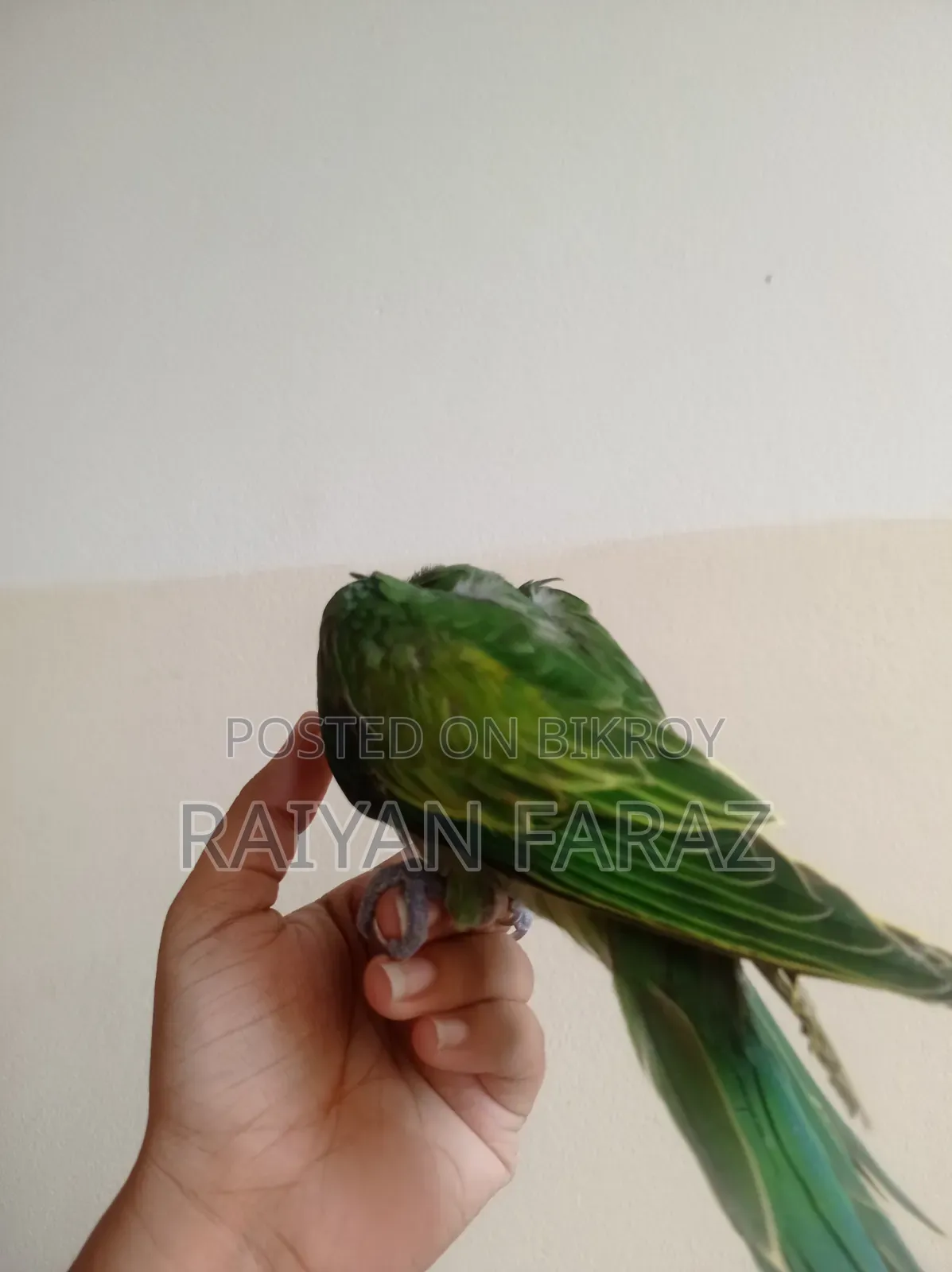 তোতা টিয়ার বাচ্চা